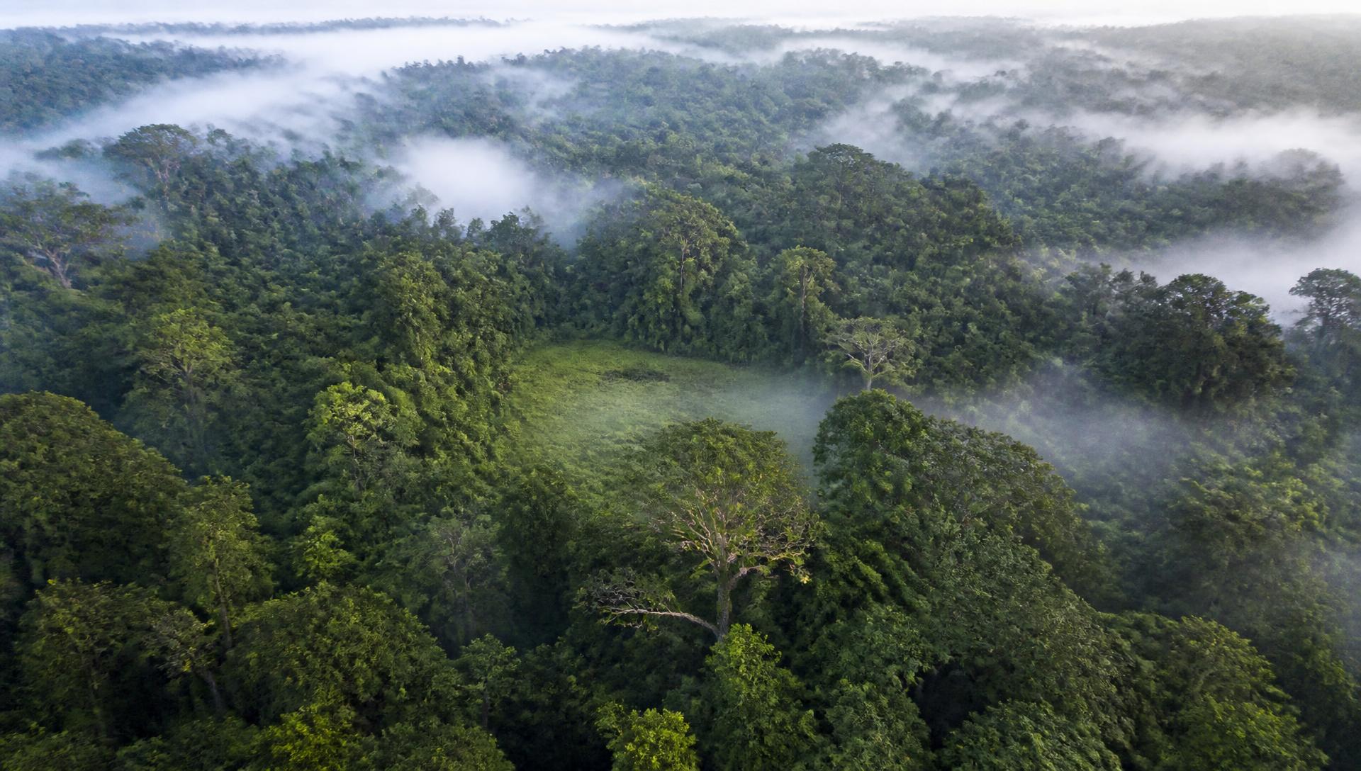Aerial plate of dense jungle canopy with a small clearing